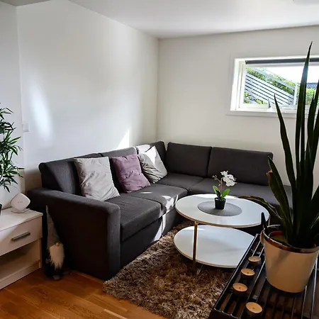 Aurora In Shared Hause Nr3 We Are Doing Northen Lights Trip, Reaindear Trip And Sommaroy Fjord Trips *